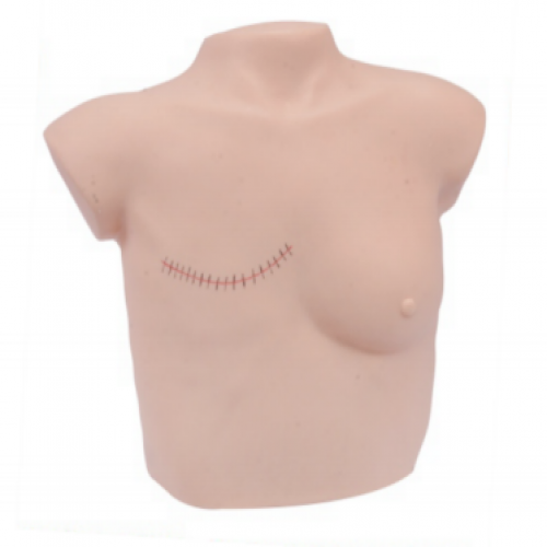 乳房检查及乳房切除后护理模型